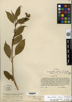 Image of Burmeistera vulgaris