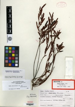 Chamaecrista pedicellaris image