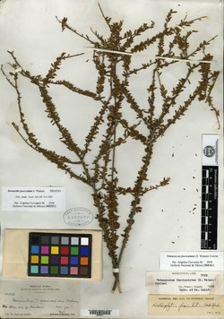 Image of Bernardia fasciculata