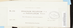 Sphagnum recurvum image
