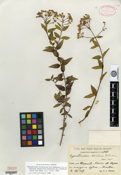 Image of Koanophyllon silvaticum