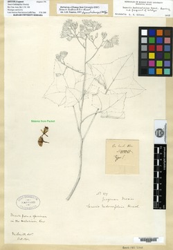 Roldana hederifolia image
