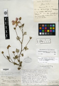Callirhoe involucrata var. tenuissima image