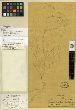 Image of Lasianthaea rosei