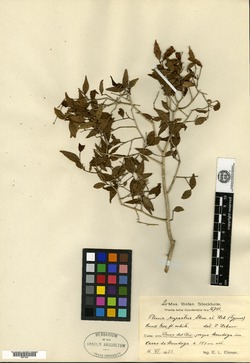 Image of Myrciaria rupestris