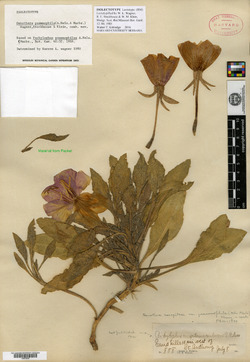 Image of Oenothera psammophila