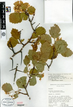 Crataegus laurentiana var. dissimilifolia image