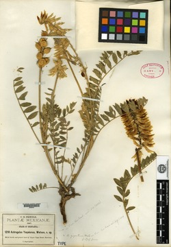 Astragalus yaquianus image