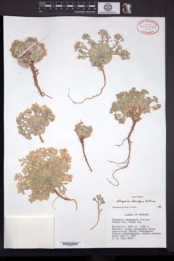 Physaria eburniflora image