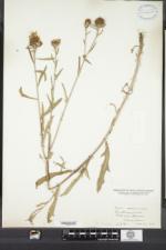 Centaurea nigra image