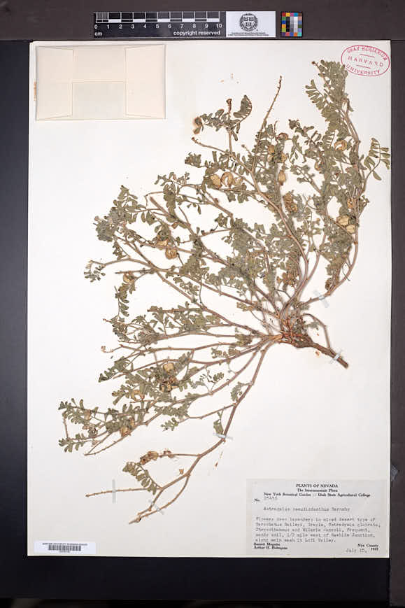 Image of Astragalus pseudiodanthus