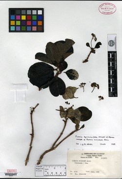 Pisonia byrsonimifolia image
