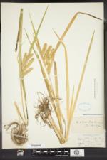 Carex schweinitzii image