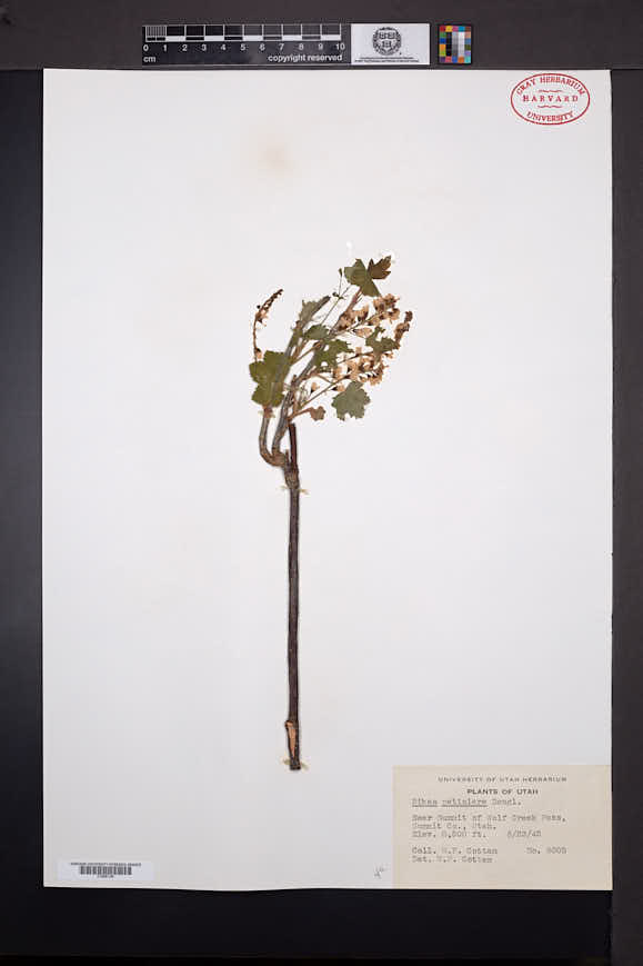 Ribes hudsonianum image