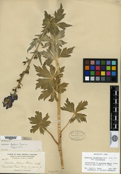 Image of Aconitum bakeri