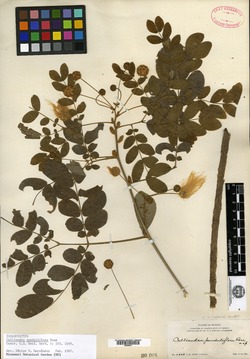Image of Calliandra penduliflora