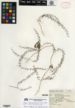 Image of Dioscorea hintonii