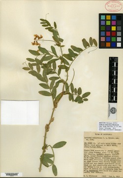 Image of Lathyrus delnorticus