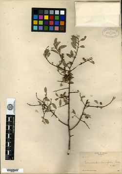 Image of Karwinskia parvifolia