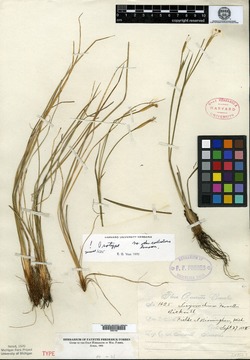 Image of Sisyrinchium farwellii