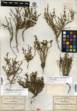 Image of Houstonia polypremoides