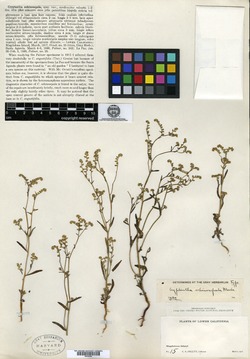 Johnstonella echinosepala image