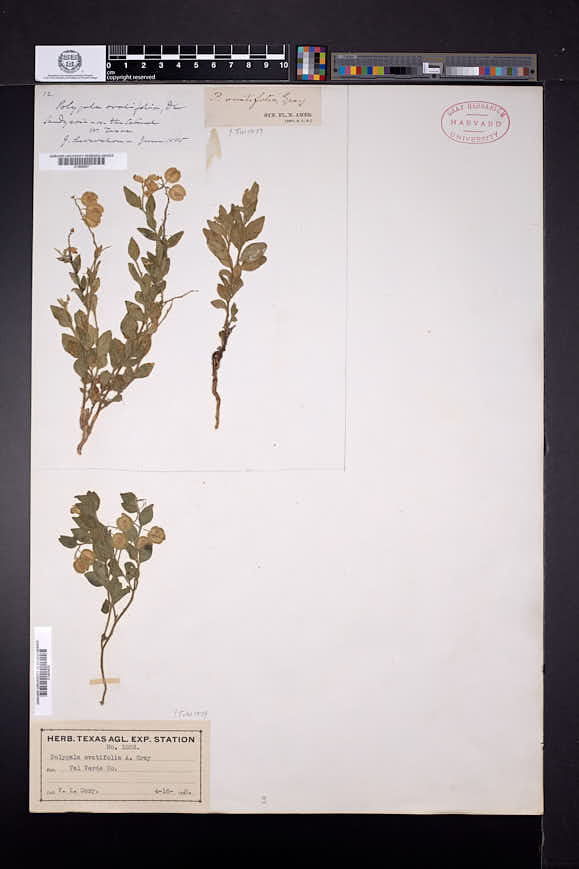 Polygala ovatifolia image
