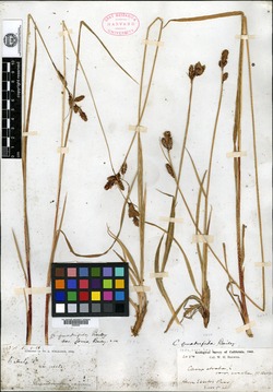 Carex quadrifida image
