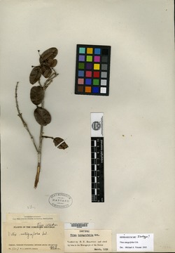 Image of Vitex integrifolia