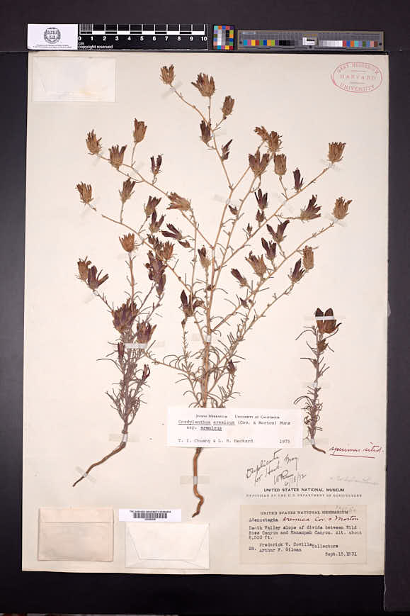 Image of Cordylanthus eremicus
