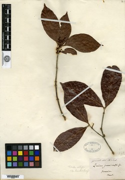 Image of Quiina jamaicensis