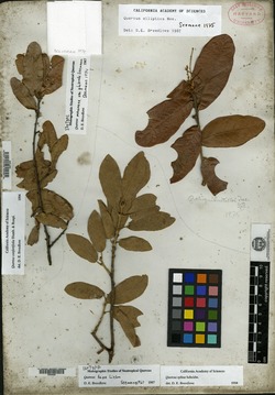 Quercus laxa image