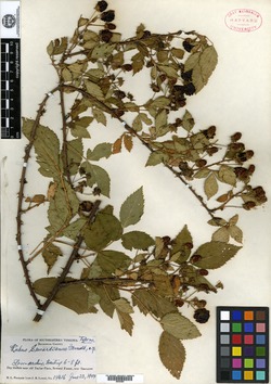 Rubus sewardianus image