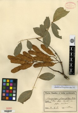 Image of Lonchocarpus glaucifolius