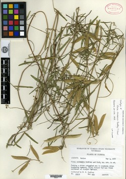 Image of Vicia ocalensis