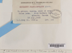 Dicranum fragilifolium image