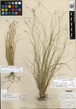 Carex interior var. capillacea image