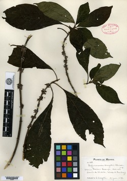 Image of Hoffmannia conzattii