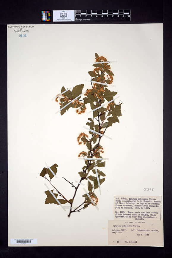 Image of Spiraea pubescens