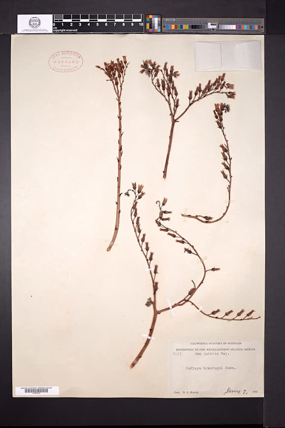 Image of Dudleya acuminata