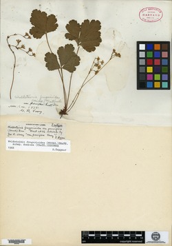 Image of Waldsteinia parviflora