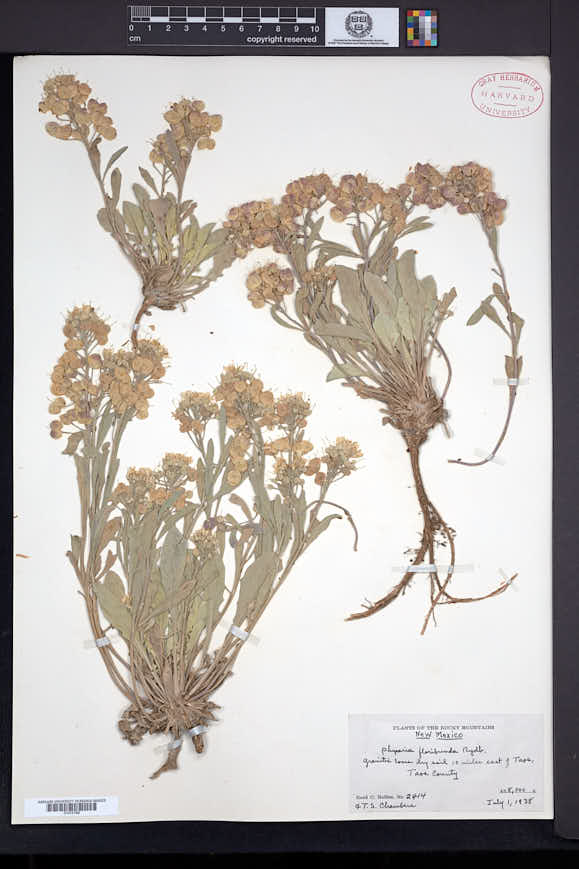 Physaria floribunda image