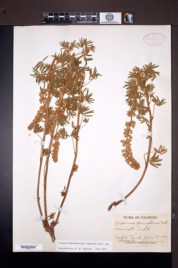 Lupinus argenteus subsp. ingratus image