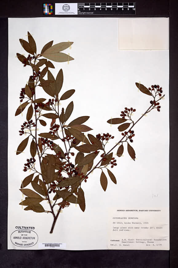Image of Cotoneaster henryanus