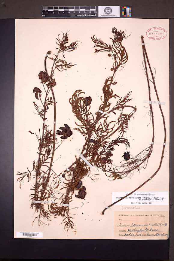 Desmanthus illinoensis image