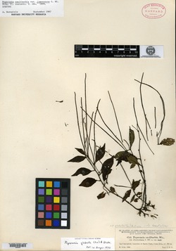 Peperomia glabella image