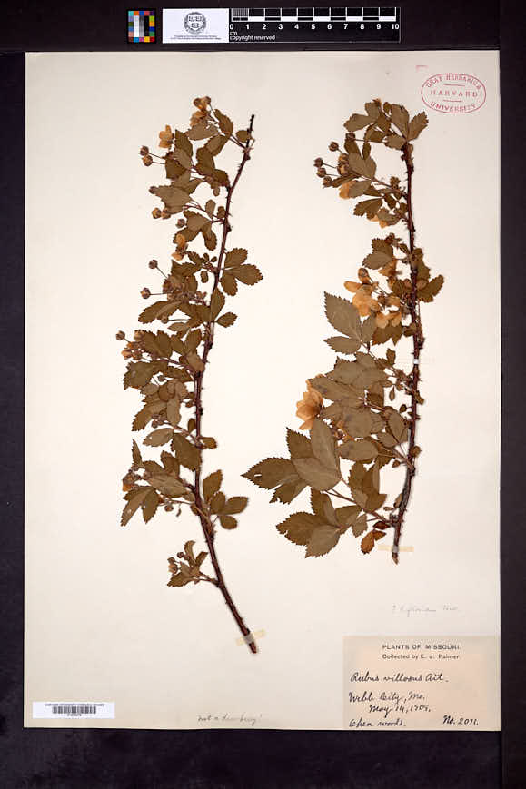 Rubus bushii image