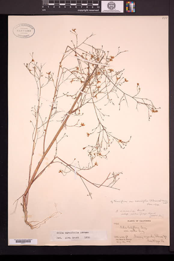 Gilia caruifolia image