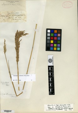 Calamagrostis subflexuosa image