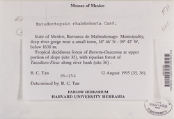 Entodontopsis contorteoperculata image